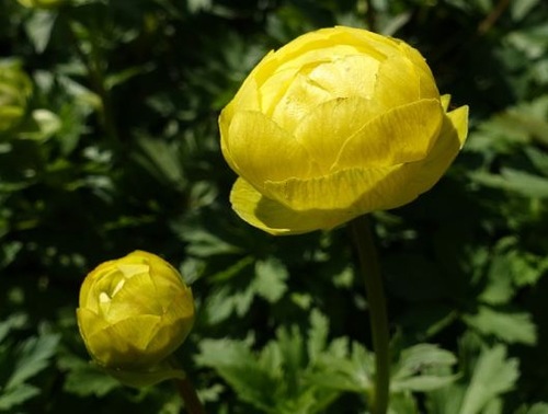 Fleurs cultivées : Trolle