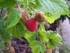 framboises