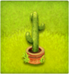 pot de cactus mexicain