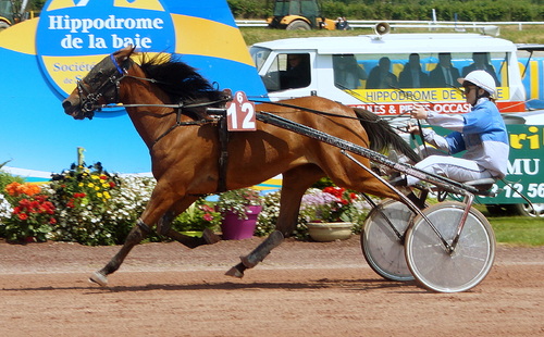 Hippodrome de la Baie Yffiniac - Réunion du 18 juin 2016