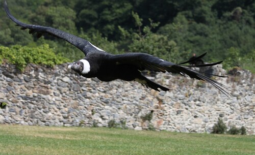 DONJON DES AIGLES - BEAUCENS (65)