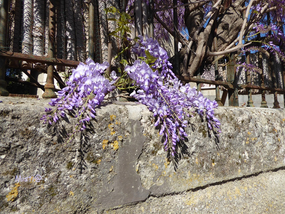  Et voici le printemps...