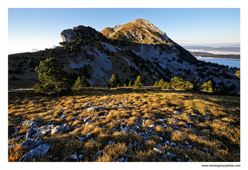 Rencontre avec les Bouquetins en Vercors