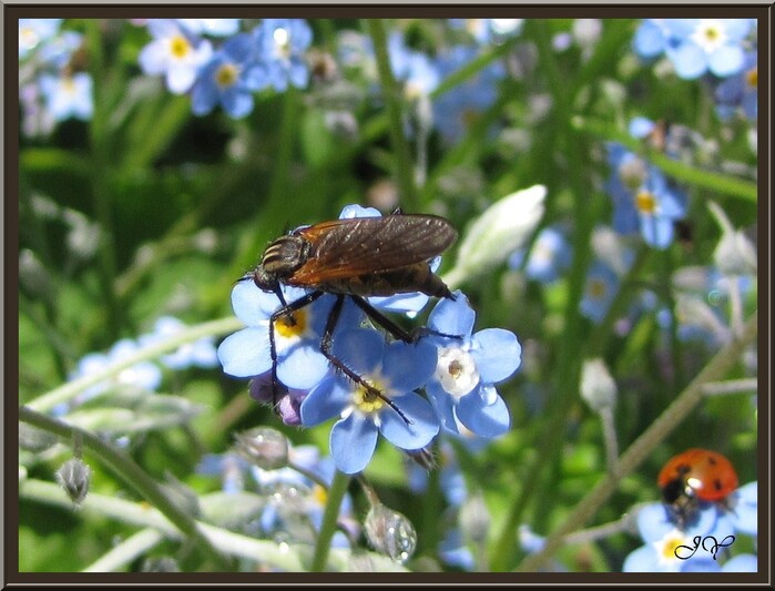 Empis marqueté.