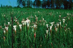 Sarracenia leucophylla Famille des Sarracéniacées.jpg