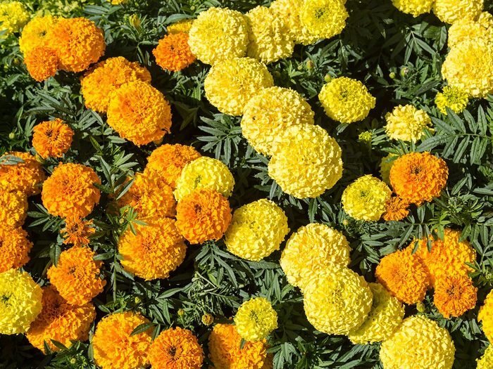 Significations des fleurs: pourquoi choisir le marigold (ou œillet d’Inde)?
