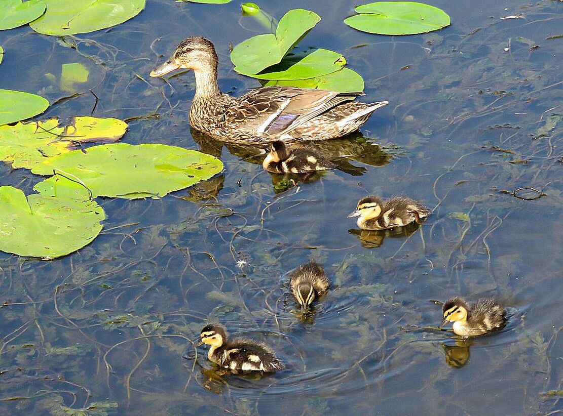 une belle famille sur l'eau