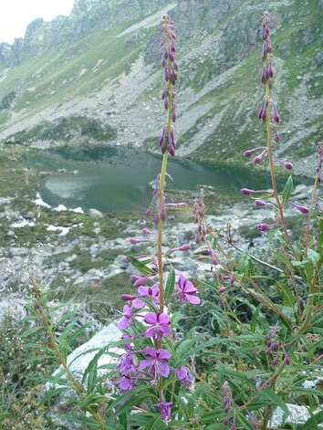 Vallon de l'Estagnol de Joclar (Aston) - 09