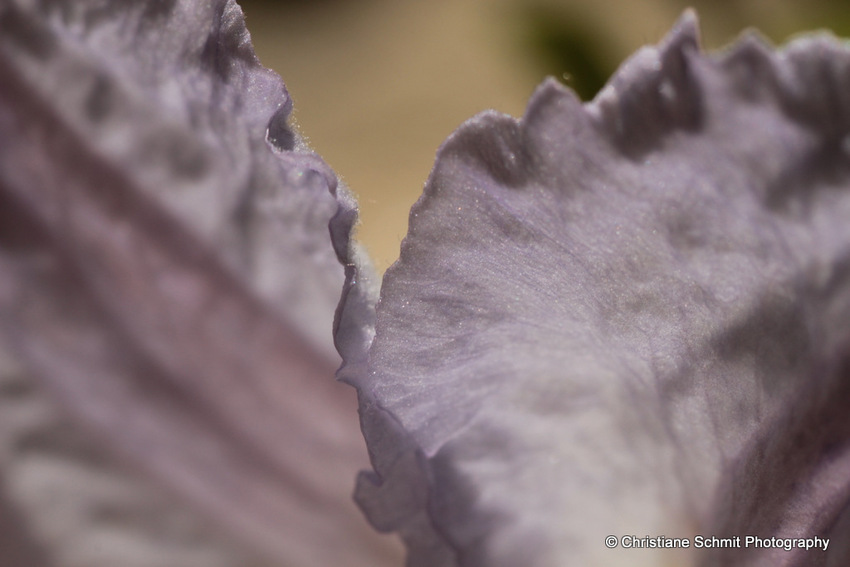 Poésie au coeur des fleurs  