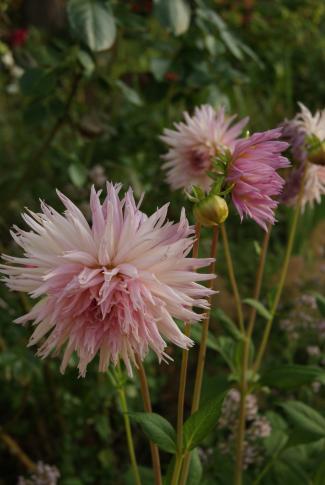 Des dahlias pour fleurir le jardin en fin d'été.