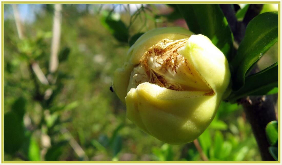 Punica granatum : fleur de grenadier