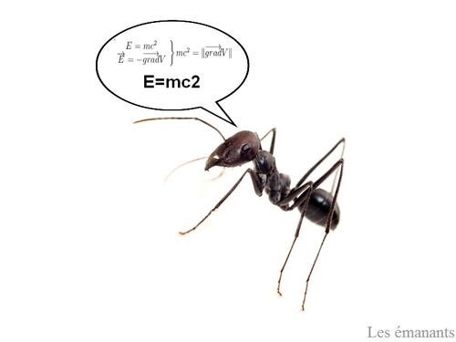 Les fourmis savent s'exprimer