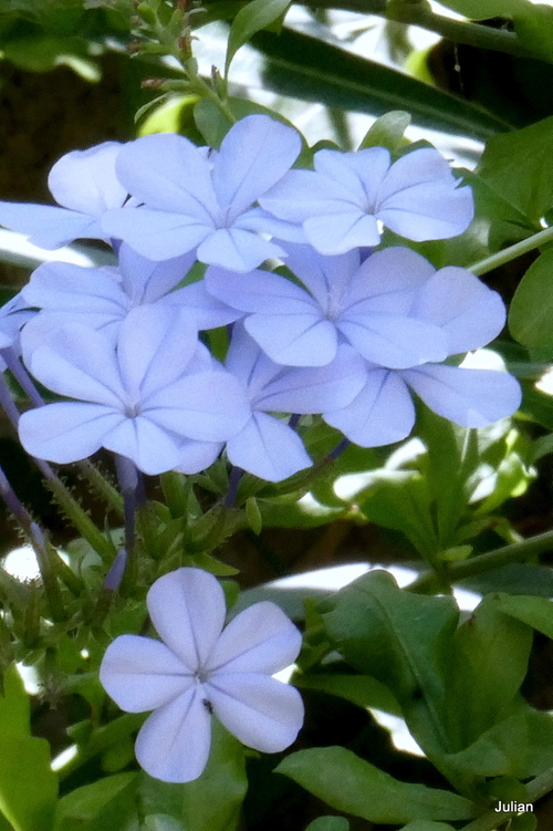 Belles fleurs bleues : le plumbago !