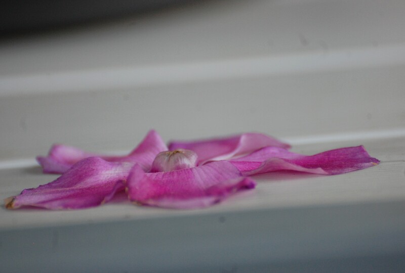 fleur de cyclamen