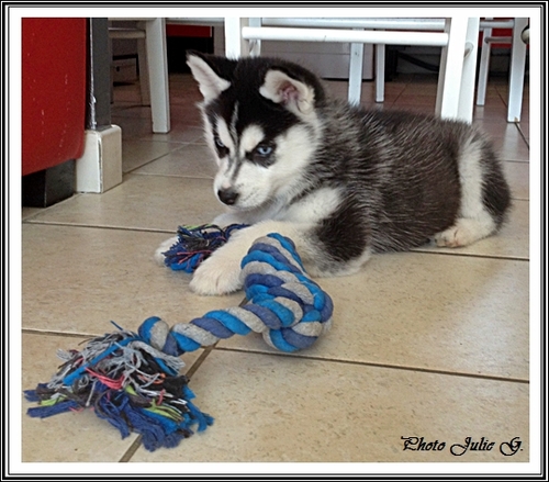 Les jouets de vos Huskys (26 avril 2014)