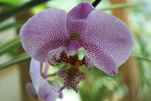 Soins et cultures des orchidées