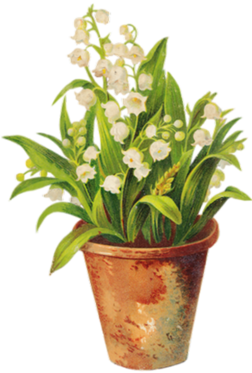 Muguet