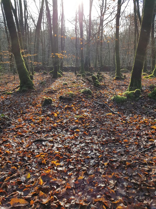 Dernier bain de forêt de 2022 : Forêt de Florange (suite)