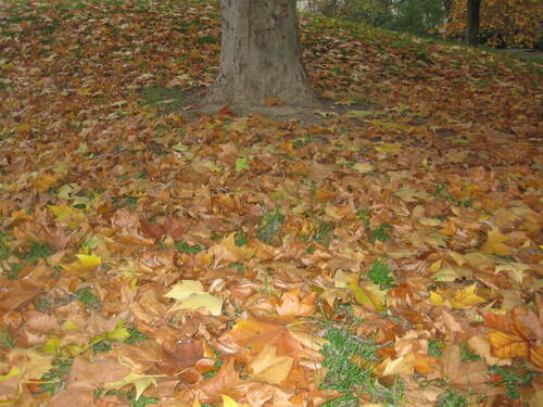 Défi n°2 : photo de feuilles jaunes