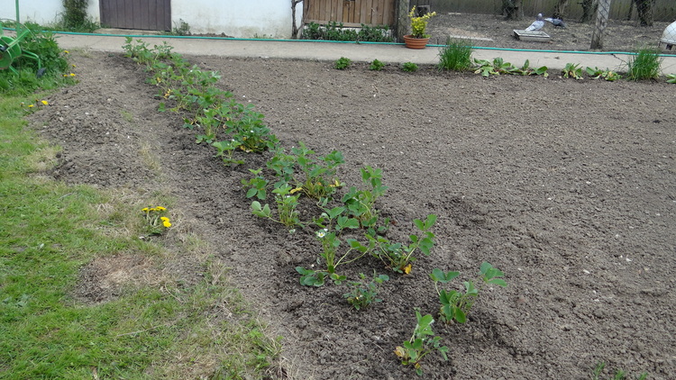 Dans le Jardin en ce moment