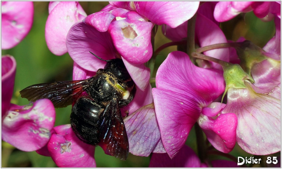 Xylocope Violet (1) - Abeille Charpentière / Xylocopa violacea