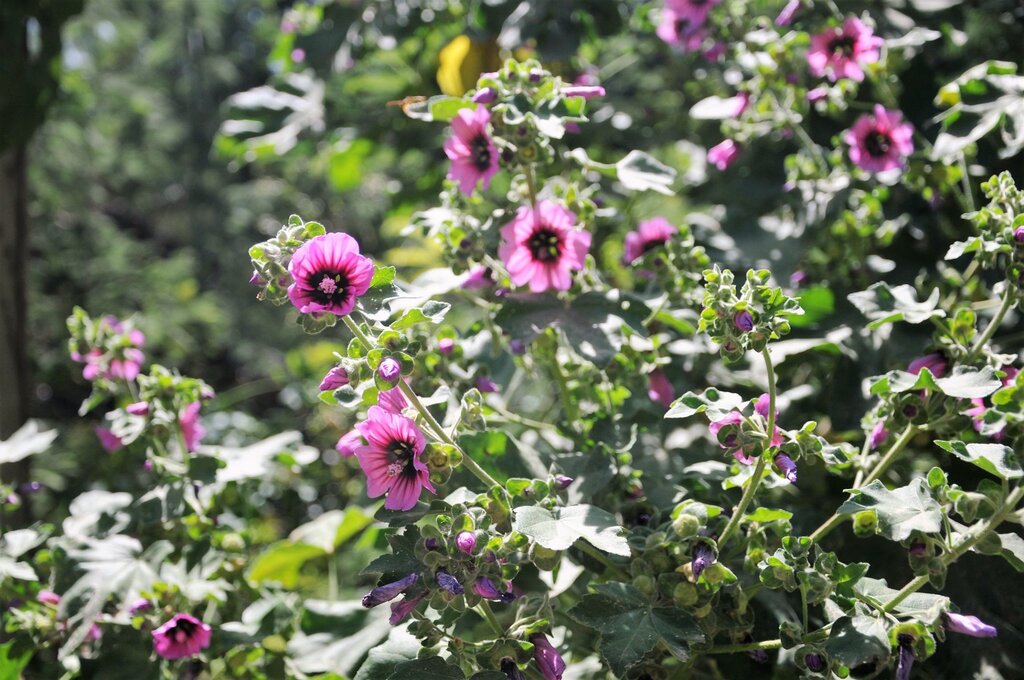 Les quelques fleurs rencontrées sur l'île de Porquerolles !