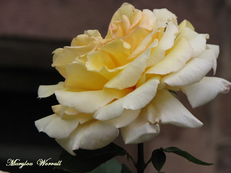 Une fleur nommée ROSE