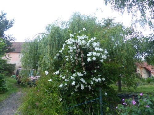 enfin l'été 2017 au jardin .