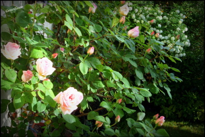 Avril au jardin