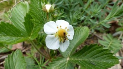 Fleur de fraisier.