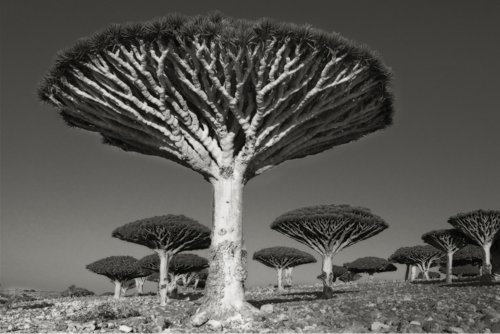 Beth Moon