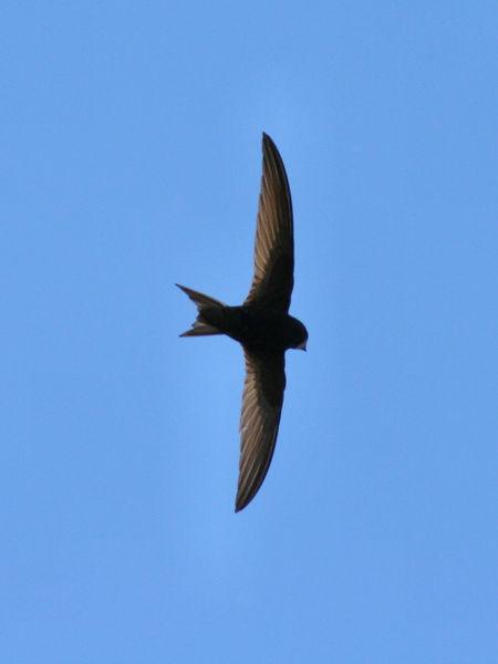 "Portraits d' oiseaux de Côte d'Or",  une conférence de la LPO à Laignes