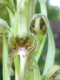 Les Orchidées Sauvages