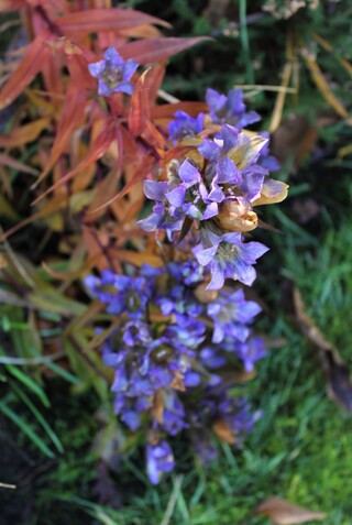 gentiane bleue du Japon