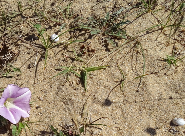 Erdevel Morbihan Bretagne - Les dunes (suite)