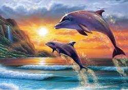 Les dauphins:j'adore !!!!