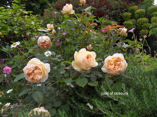 les roses du jardin 