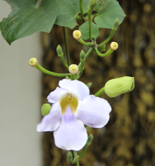 Orchidées de Birmanie