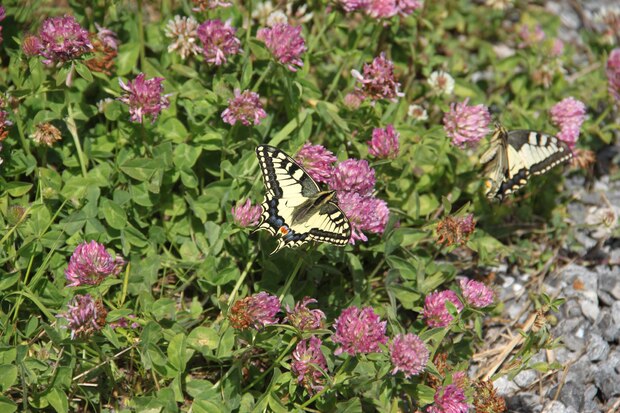 Fleurs des prés brodées