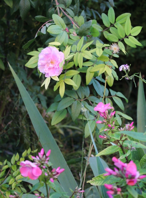 Idées d'association avec des rosiers