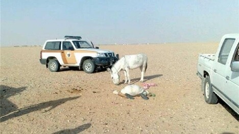 Arabie Saoudite : un cheikh salafiste retrouvé mort en essayant de pratiquer la sodomie avec un âne