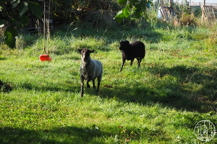 Des moutons au Terrier