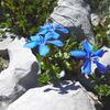 Gentiane printanière (Gentiana verna) (2200 m)