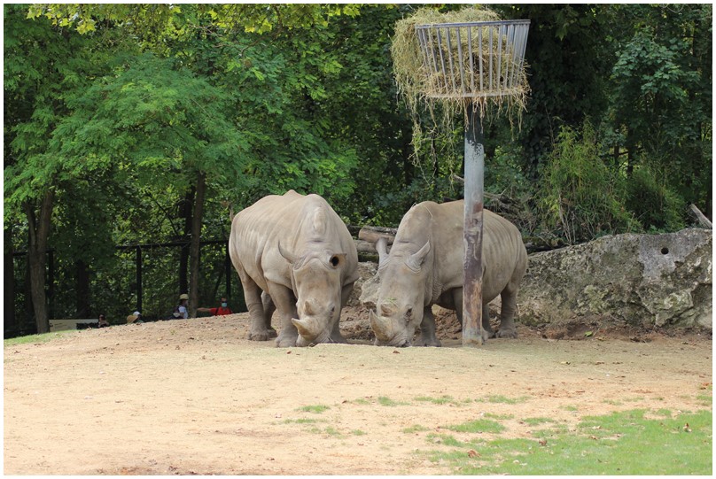 Au zoo de Beauval-18-Les rhinocéros