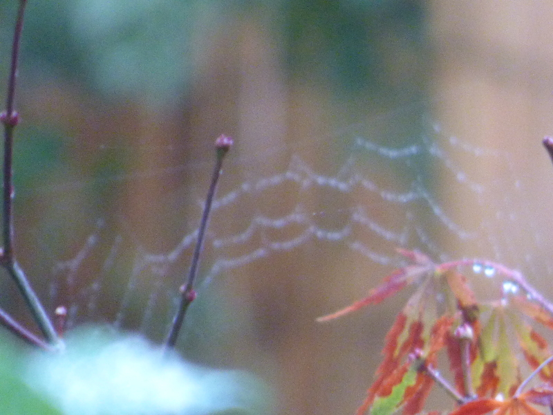 toile d'araignée le 23 / 9 / 2018   à 8h 27