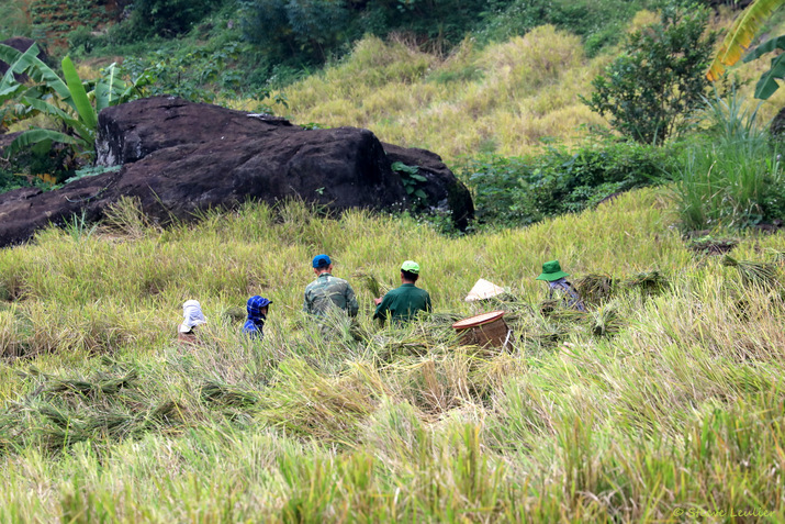 Rizières de la réserve naturelle Pu Luong, Viêt Nam