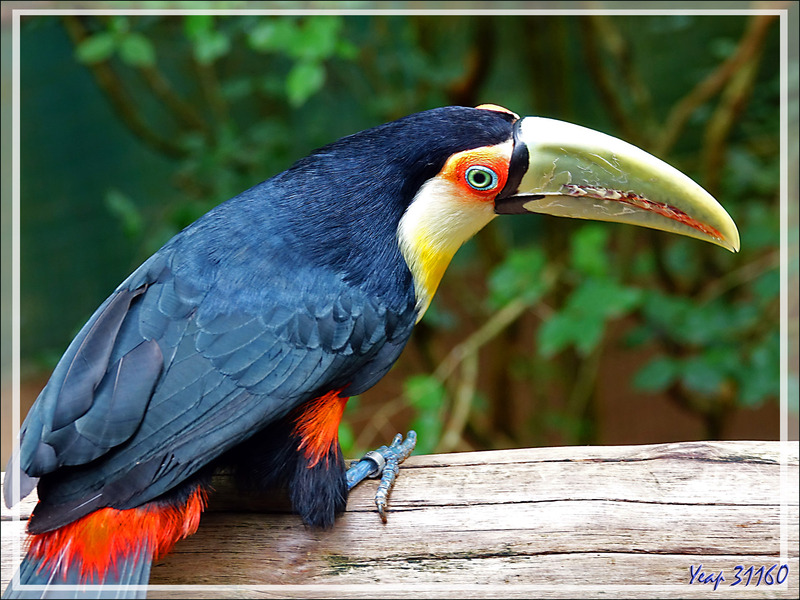 Toucan à ventre rouge, Green-billed toucan (Ramphastos dicolorus) - Parque das Aves - Foz do Iguaçu - Brésil