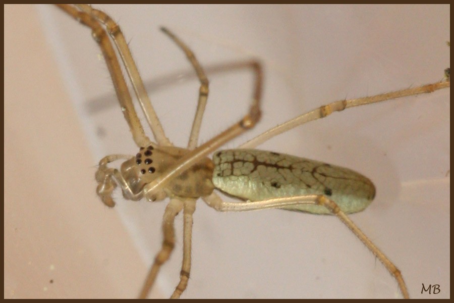 Arachnides-03-1788.jpg