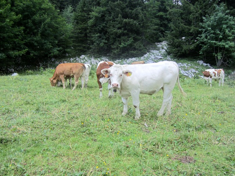 Le Col de La Grande Vache...