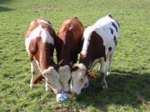 VACHE : Des vaches qui jouent au football